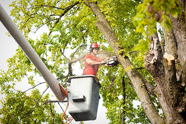 The Steps Involved in Our Tree Care Process in Fayetteville, AL